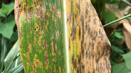 Timeline: Historia de la fitopatología - Carlos Daniel Guevara