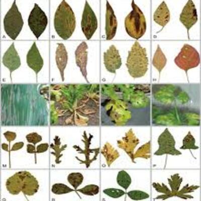 Timeline: Historia de la Fitopatología