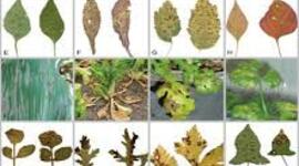 Timeline: Historia de la Fitopatología