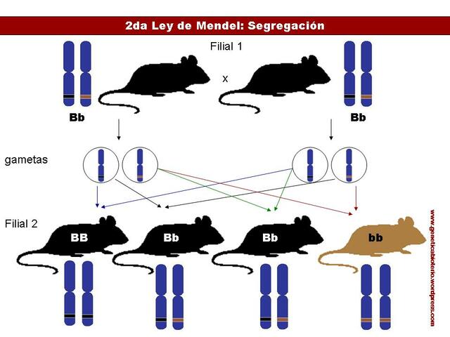 Fue en 1902 cuando el primer roedor entró en el laboratorio de Mendel a participar en una investigación.