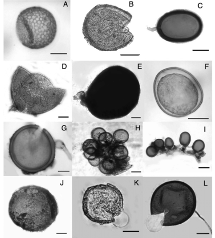 Descripción de nuevos géneros de hongos