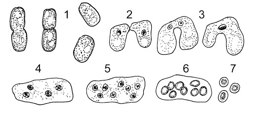 Descripción de estructuras reproductivas de los hongos