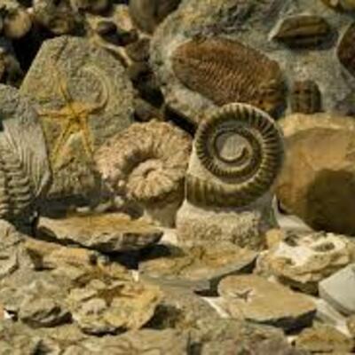 Timeline: EÓN FANEROZÓICO