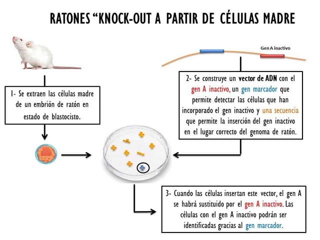 El uso de los ratones como modelo para la genética permitió la identificación de numerosas mutaciones y genes durante el siglo XX, y el primer gen de ratón se aisló en 1977.