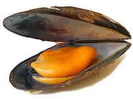 Aparición de los moluscos (braquiópodos y bivalvos)