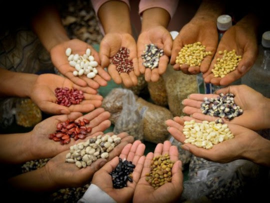 Se comienza el intercambio de cultivos entre la cultura musulmana, Lejano oriente, Europa, Sorgo y Oriente Europa