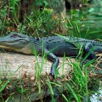 Timeline: History of Okefenokee Swamp