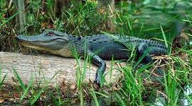 Timeline: History of Okefenokee Swamp