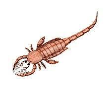 Aparecen los artrópodos terrestres (insectos)