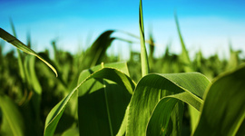 Timeline: Historic Agriculture Events Dating from 1950-1970