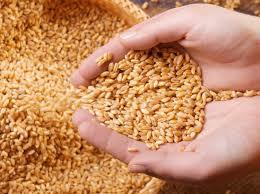 Grain Embargo to the Soviet Union