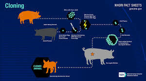 Genome research and animal cloning