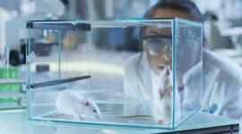 Timeline: Desarrollo histórico de la ciencia de los animales de laboratorio.