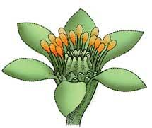 Aparecen las primeras evidencias de polinización por animales