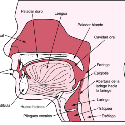 Timeline: Evolución del Hombre