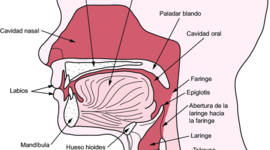 Timeline: Evolución del Hombre
