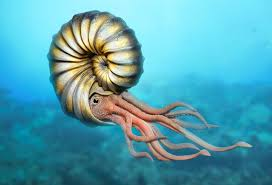 Aparecen los ammonites