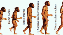 Timeline: LA EVOLUCION DEL HOMBRE