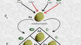 Timeline: Aportes de científicos a las leyes de Gregor Mendel