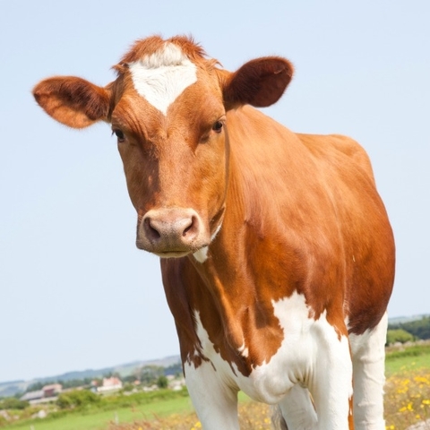 Science and Technology - Great Expectations