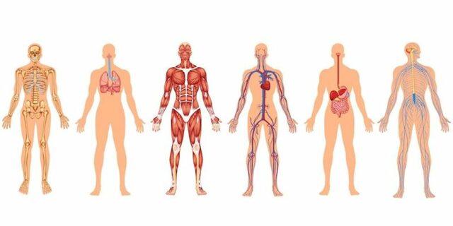 Terminología y anatomía