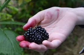 Going to the forest.