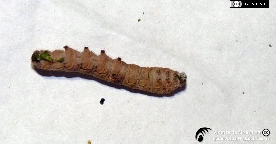 Muscardina del gusano