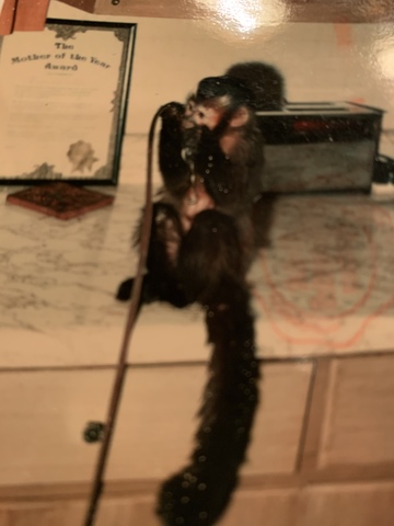 Capooch had to be given away