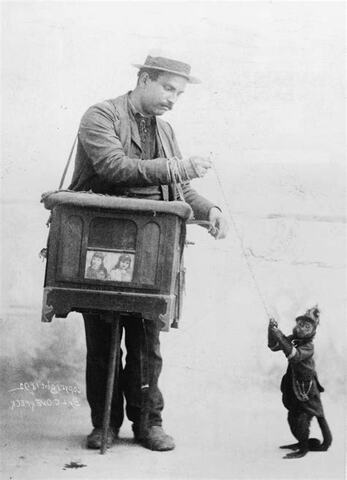 My grandma bought a monkey