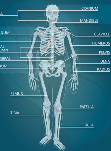 Importance of the whole body