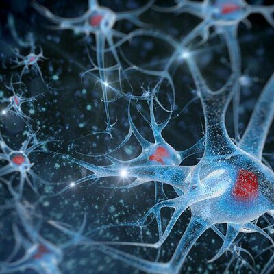 Timeline: Evolución del Sistema Nervioso