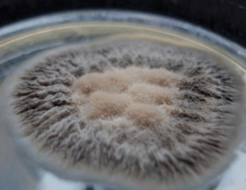 Dermatología: Benjamin Schenck