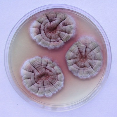 Timeline: Historia de la Micología - María Angélica Silva Avitia 321101
