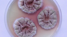 Timeline: Historia de la Micología - María Angélica Silva Avitia 321101