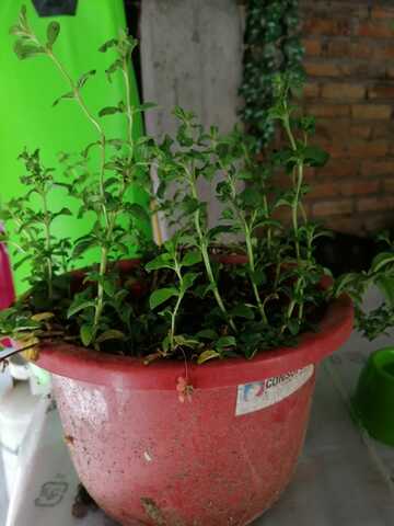planta