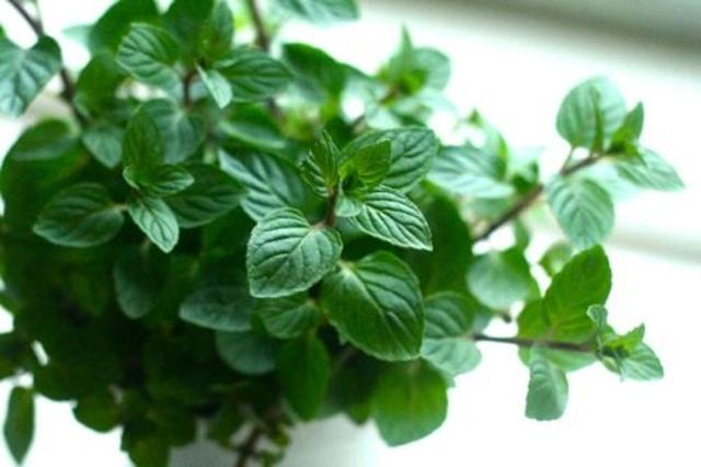 A new plant was discovered