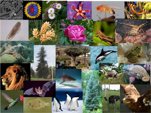 El desenvolupament d'organismes