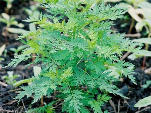 Artémisinine : "plus grand espoir mondial" (c'est moi en faite)