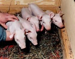 Piglets Cloned