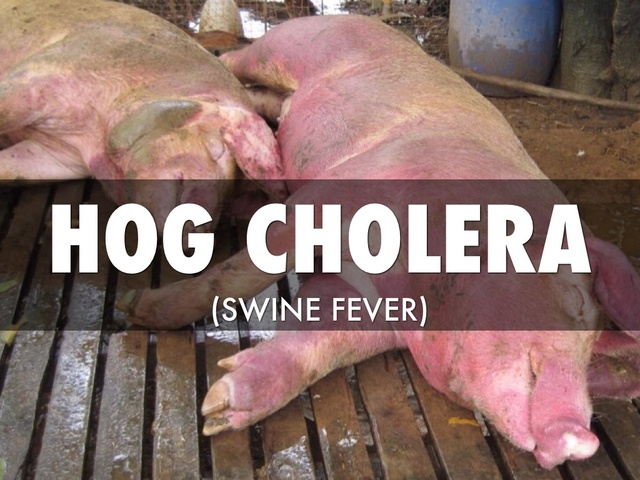 Hog Cholera