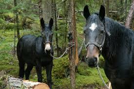 Horse and Mule Power