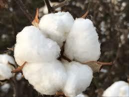 Heal of cotton