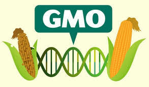 Genetically Modified Foods