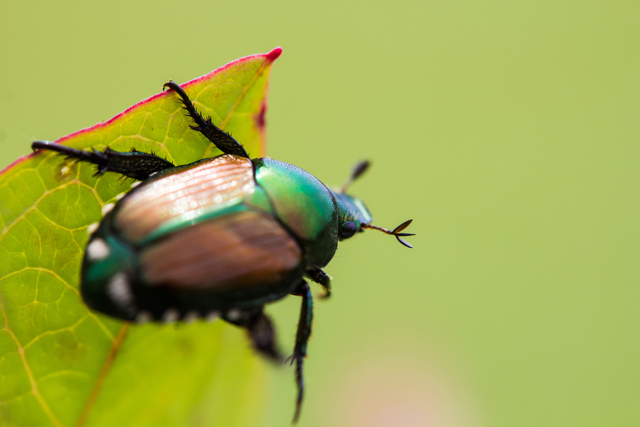 The Japanese Beetle