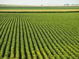 Biomass research and development act