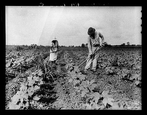 Post Civil War Agriculture