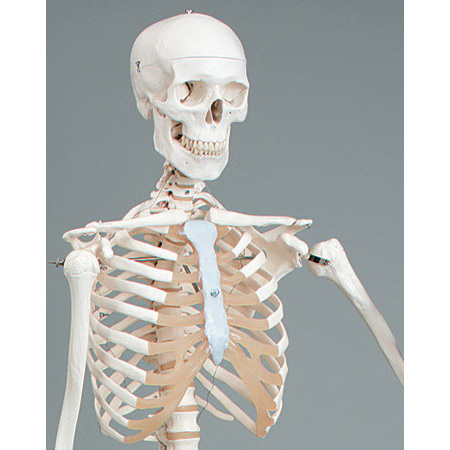 Importance of the WHOLE body