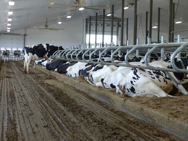 debut de la domestication des animaux