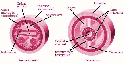 La primer celula  hace 3500 Millones de años