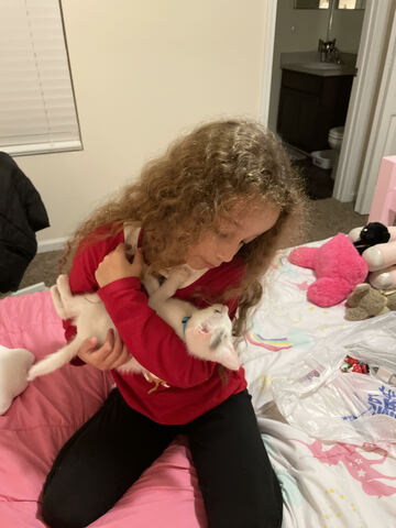 I got a kitten for Christmas